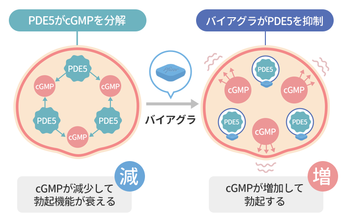 バイアグラの効果