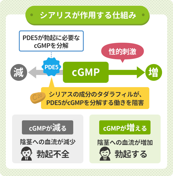 シアリスが勃起不全に作用する仕組み